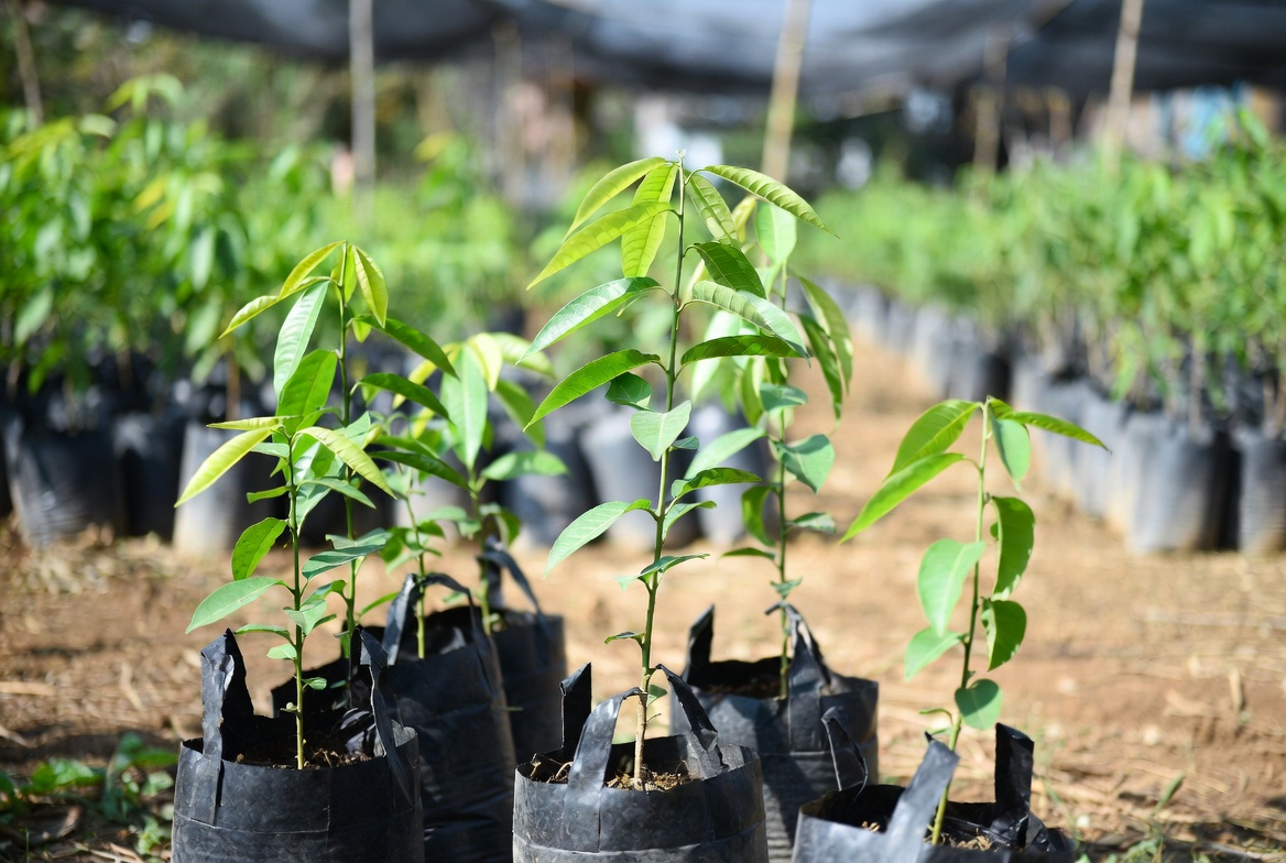 Healthy grafted mango and guava saplings at Aviyukt Plant Nursery