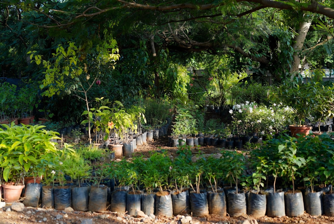 Wide view of Aviyukt Plant Nursery with rows of healthy plants